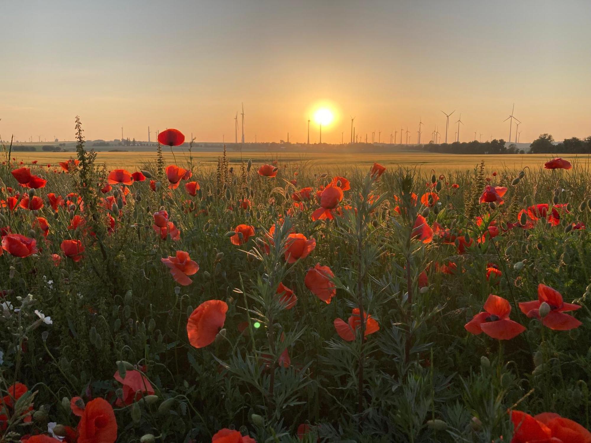 Ferienwohnungen In Der Alten Schnitterkaserne เพรนซ์เลา ภายนอก รูปภาพ